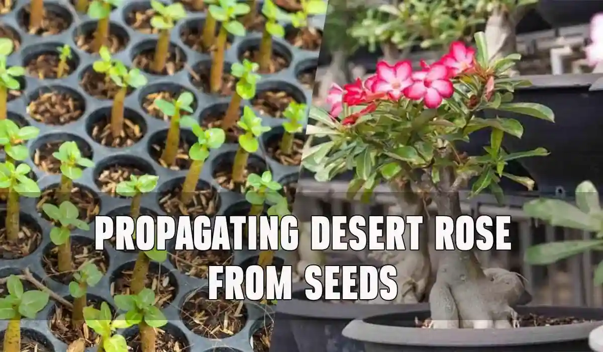 How To Propagate Desert Rose Step By Step Guide Creativity Gardening