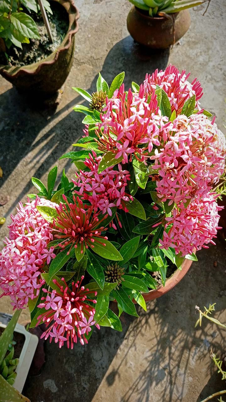 Easy to grow and care Ixora flower plant | Creativity Gardening